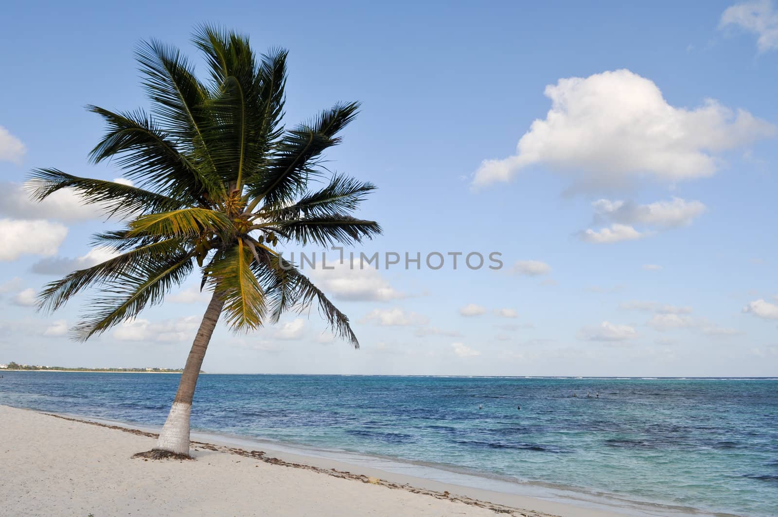 Palm Tree on a Beach