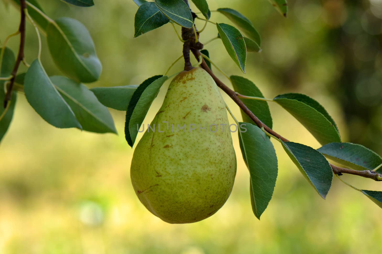 Pear hanging from Tree
