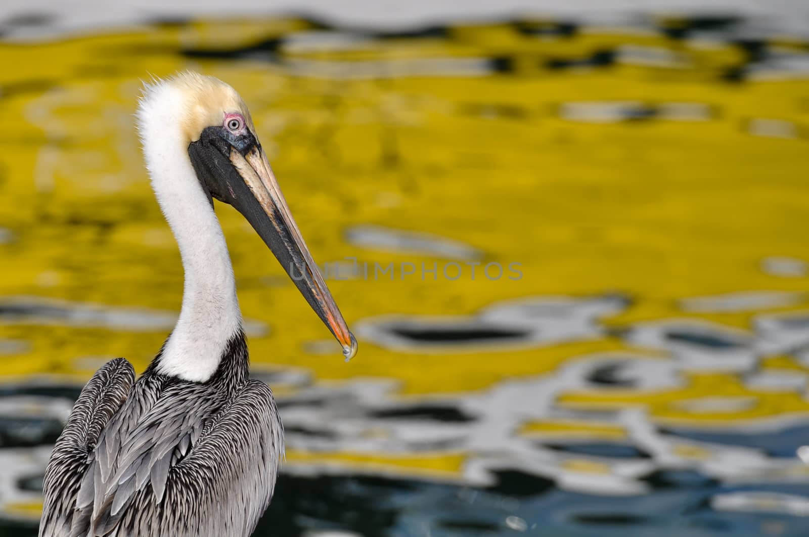 Pelican Portrait Close Up with Ocean in Background