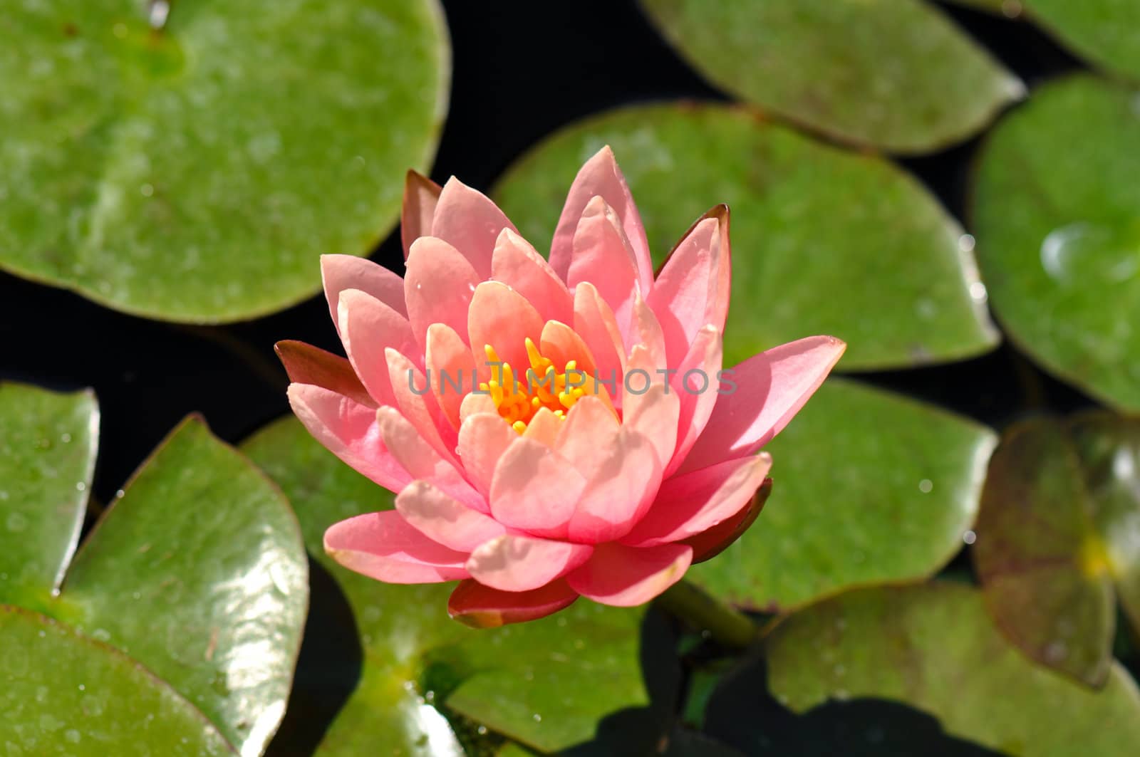 Pink Lotus Flower on Lilly Pad