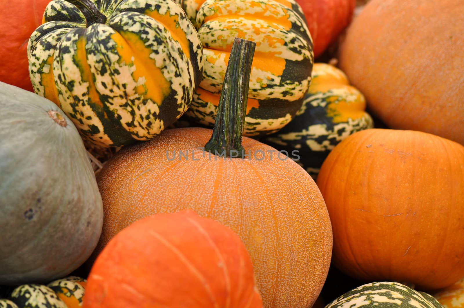 Pumpkins and Gourds