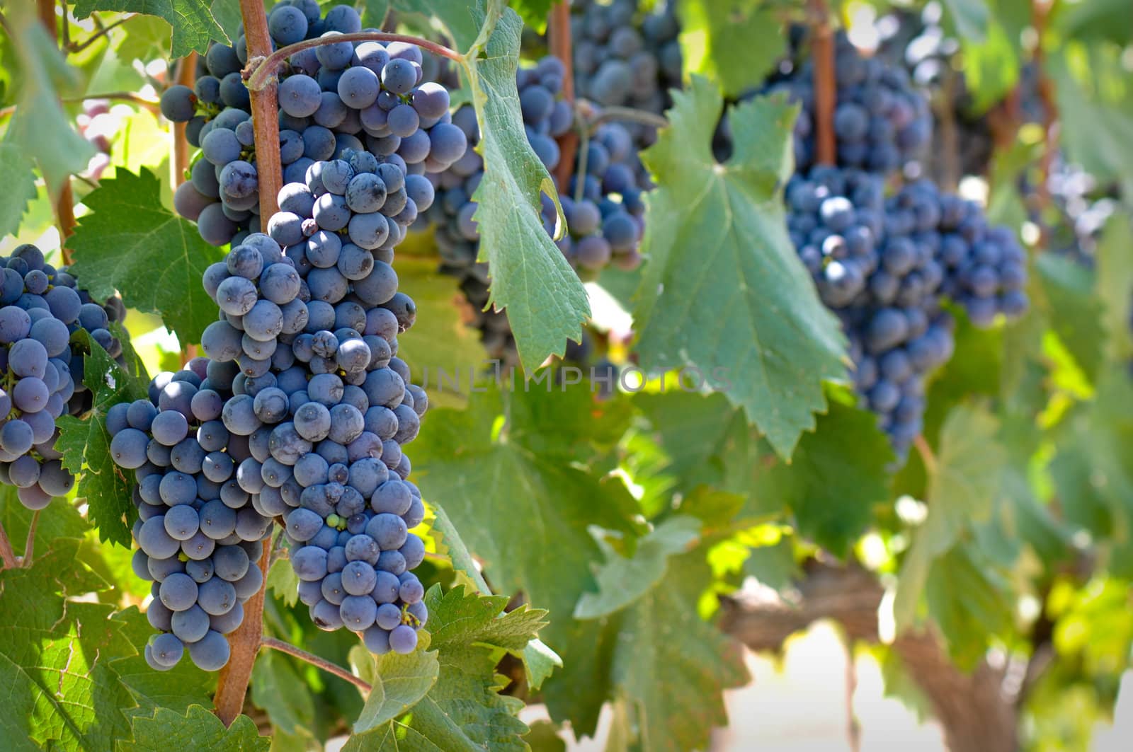 Red Grapes on the Vine