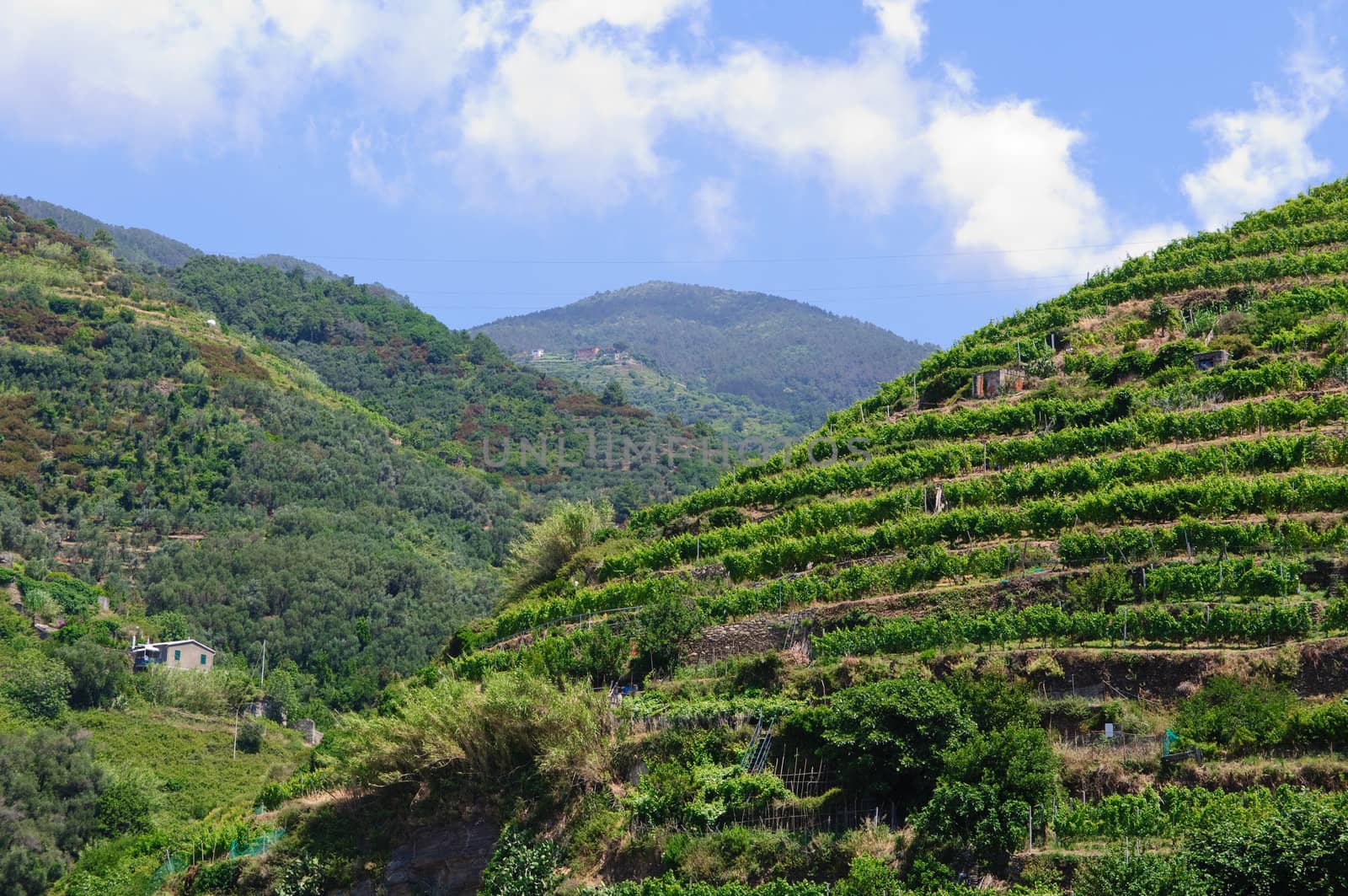 Tuscany Italy Mountain Vineyard