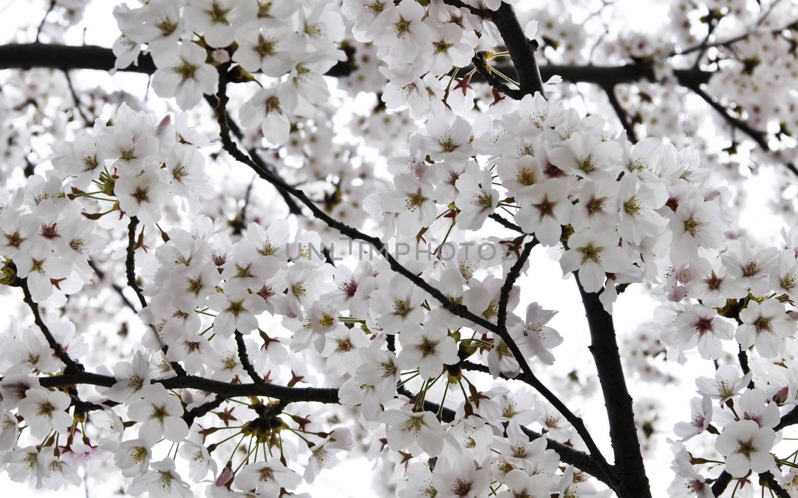 An Asian cherry tree in the springtime blooming with white and pink flowers