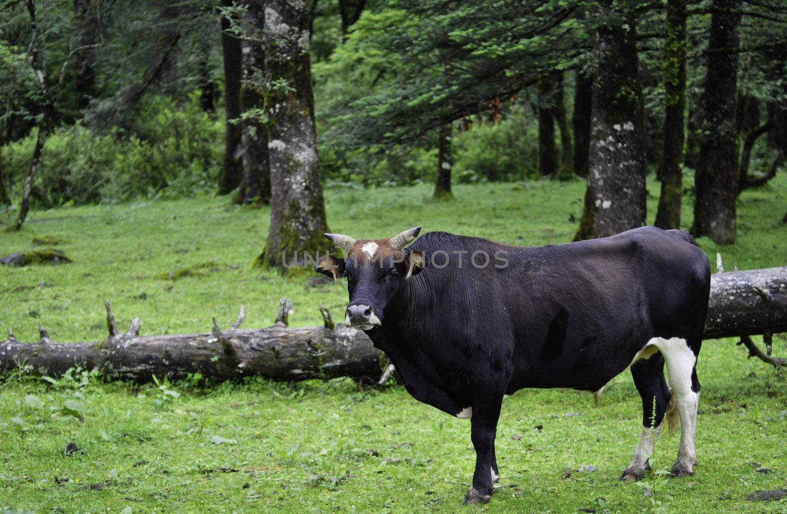 A cow grazing in the forest in the national park of Jade Snow Mountain in Lijiang, China