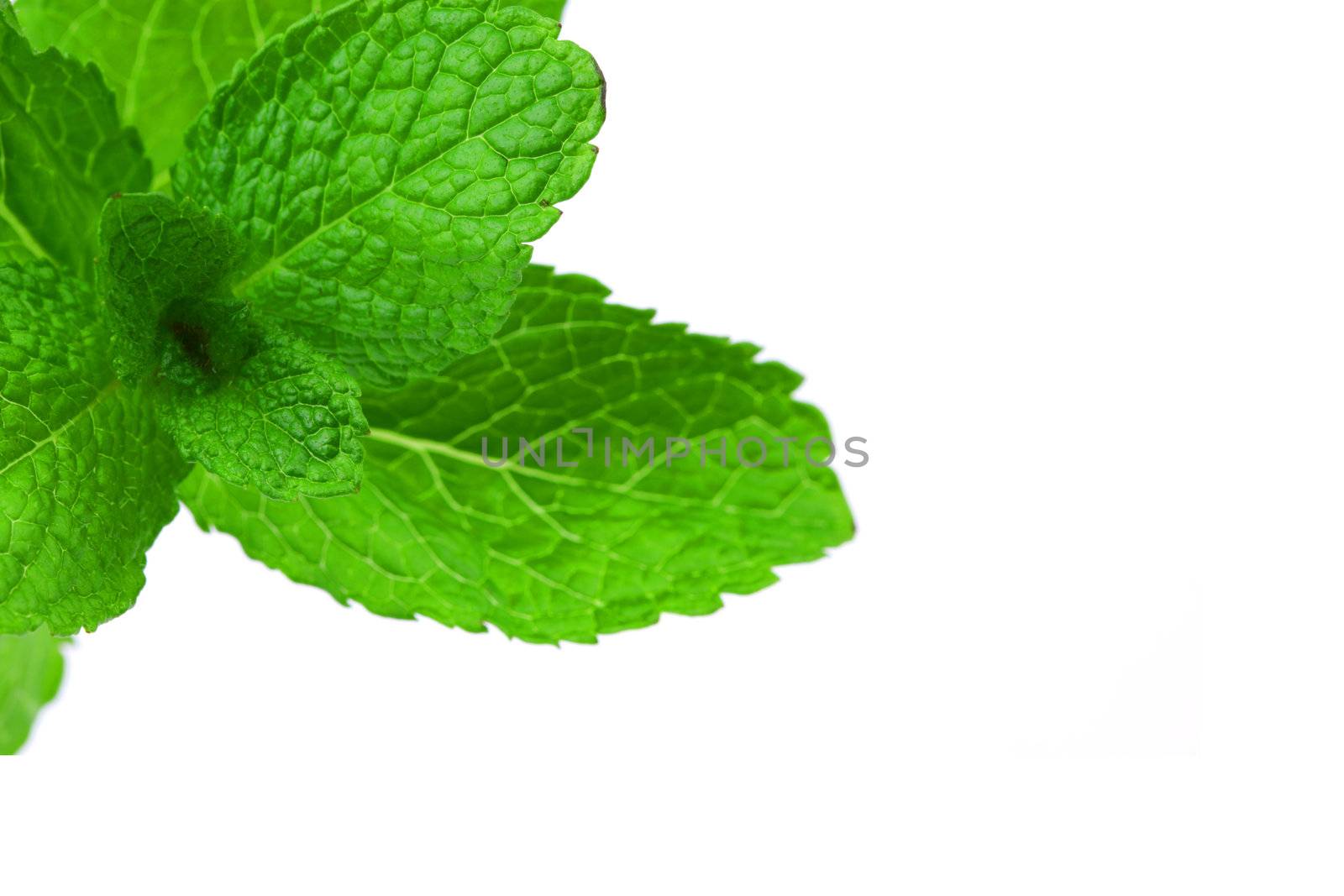mint isolated on white background