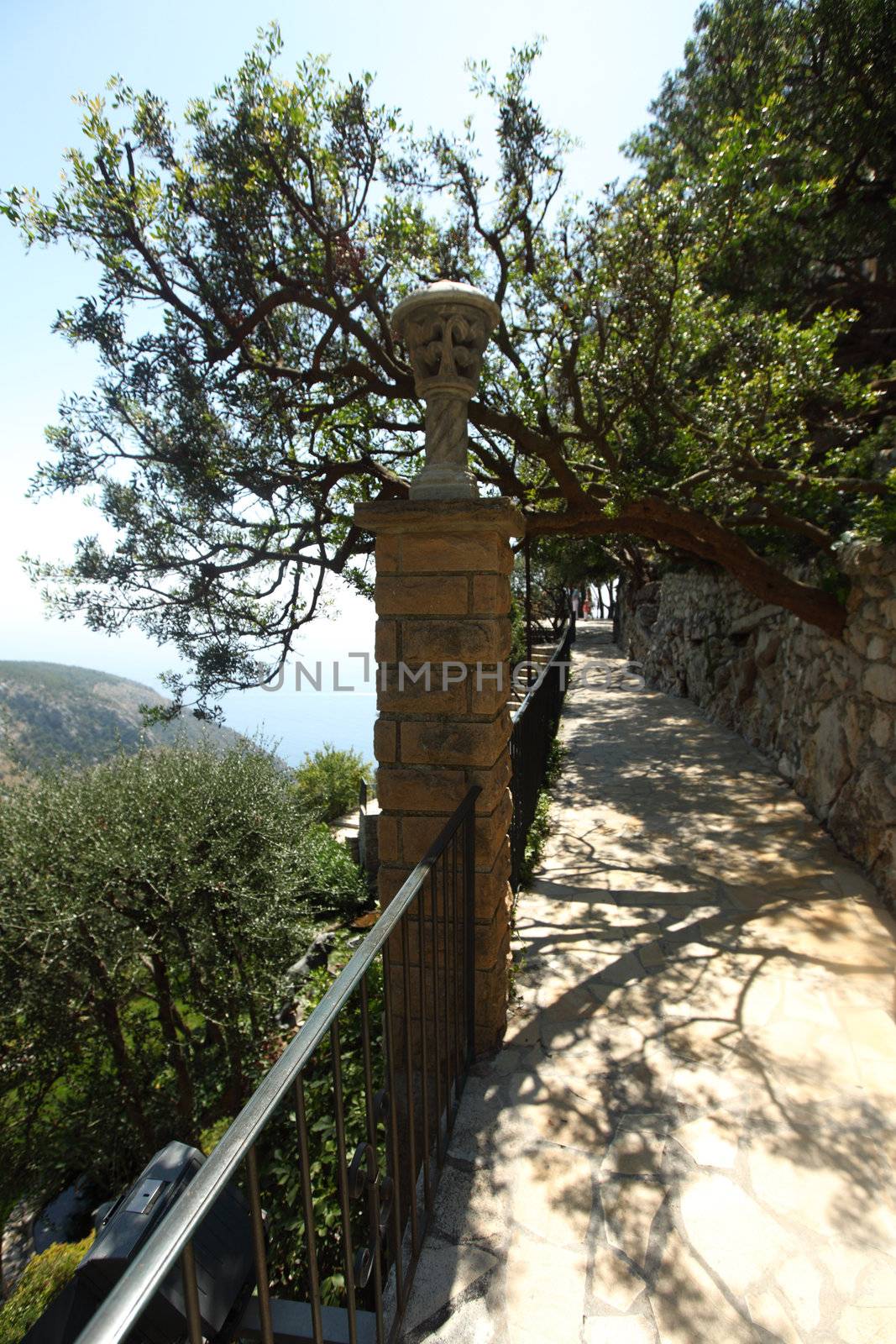 outdoor green park trees in mountains