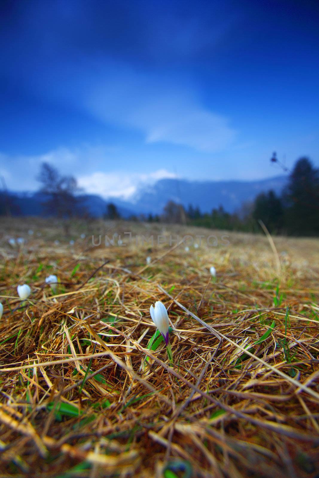 spring alps mountains scene background