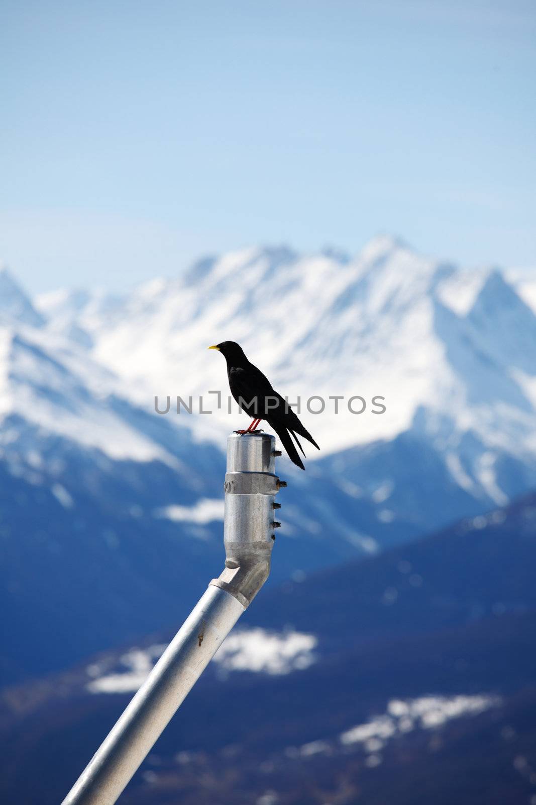 ice top mountains starling bird