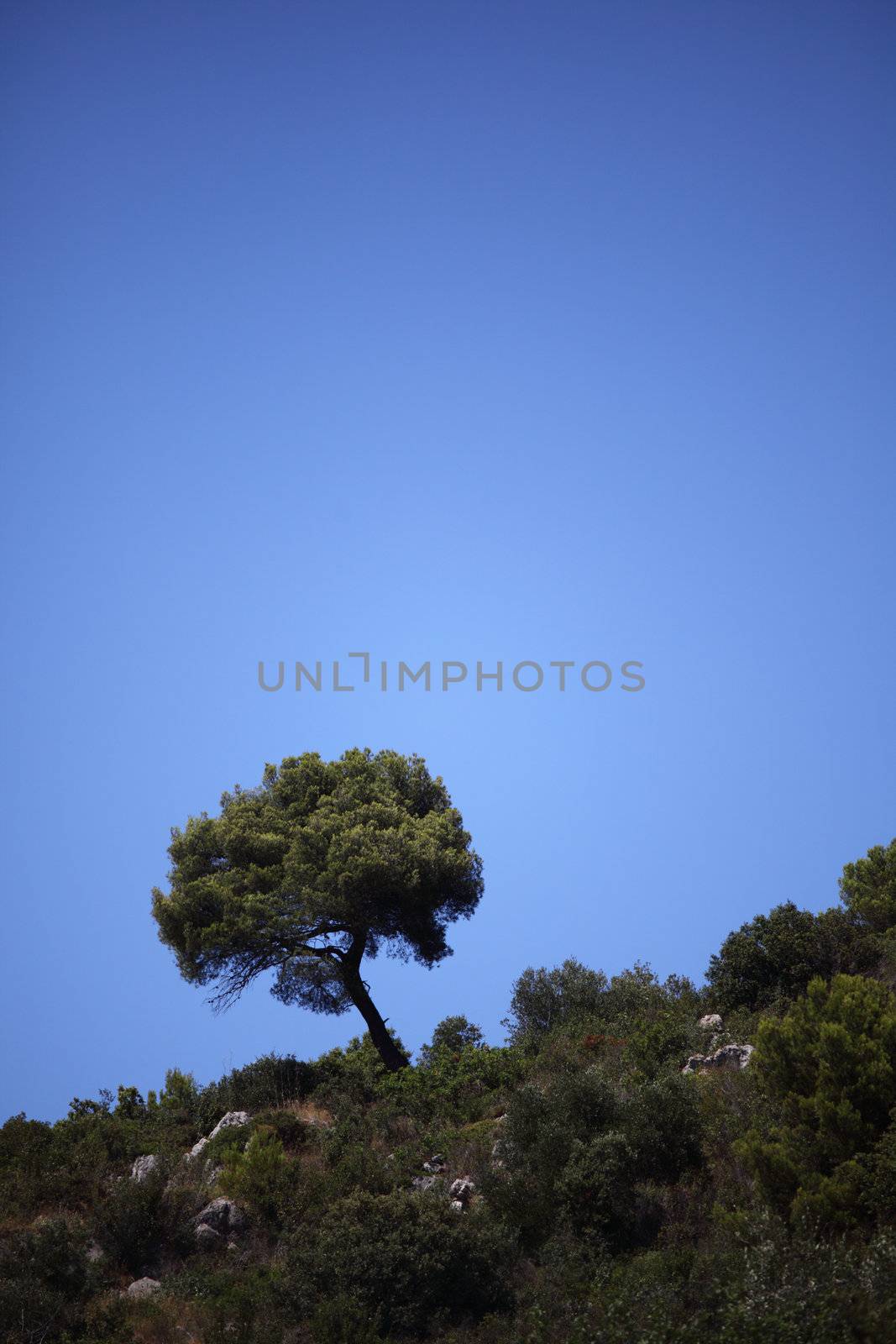 outdoor green park trees in mountains