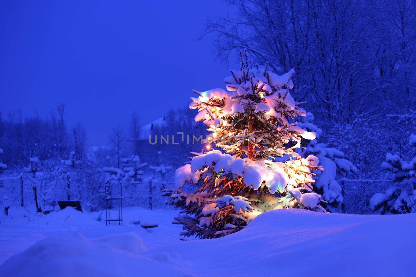 xmas winter pine tree in dark