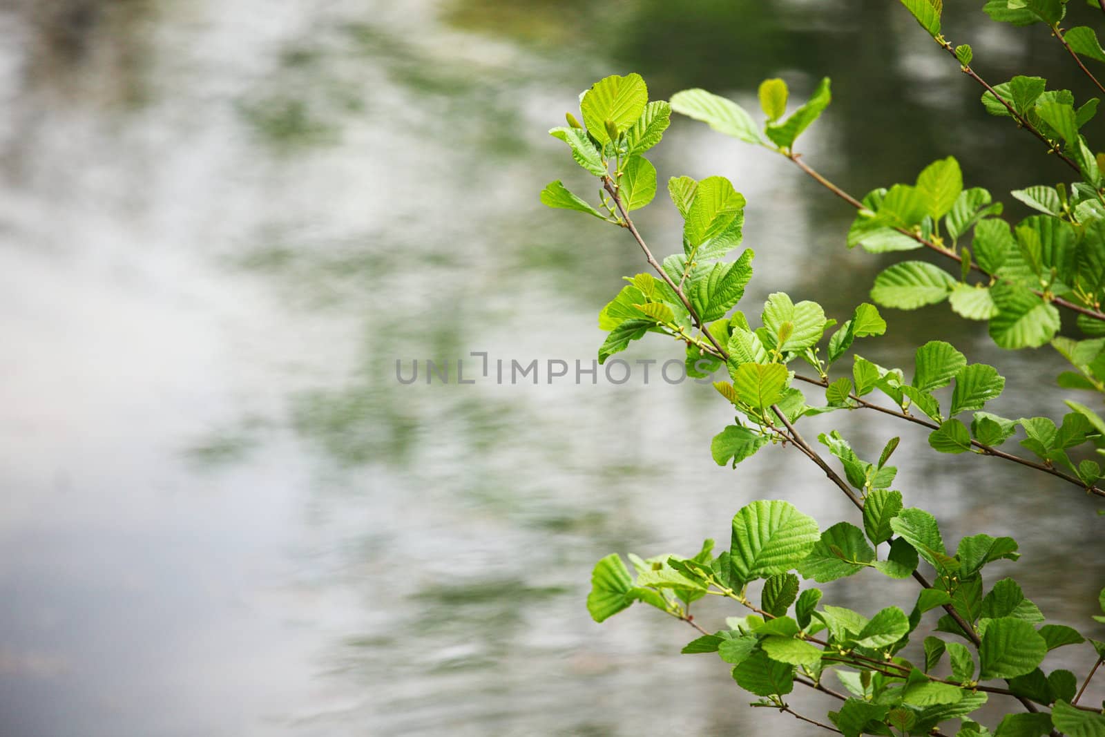 green foliage branch close up
