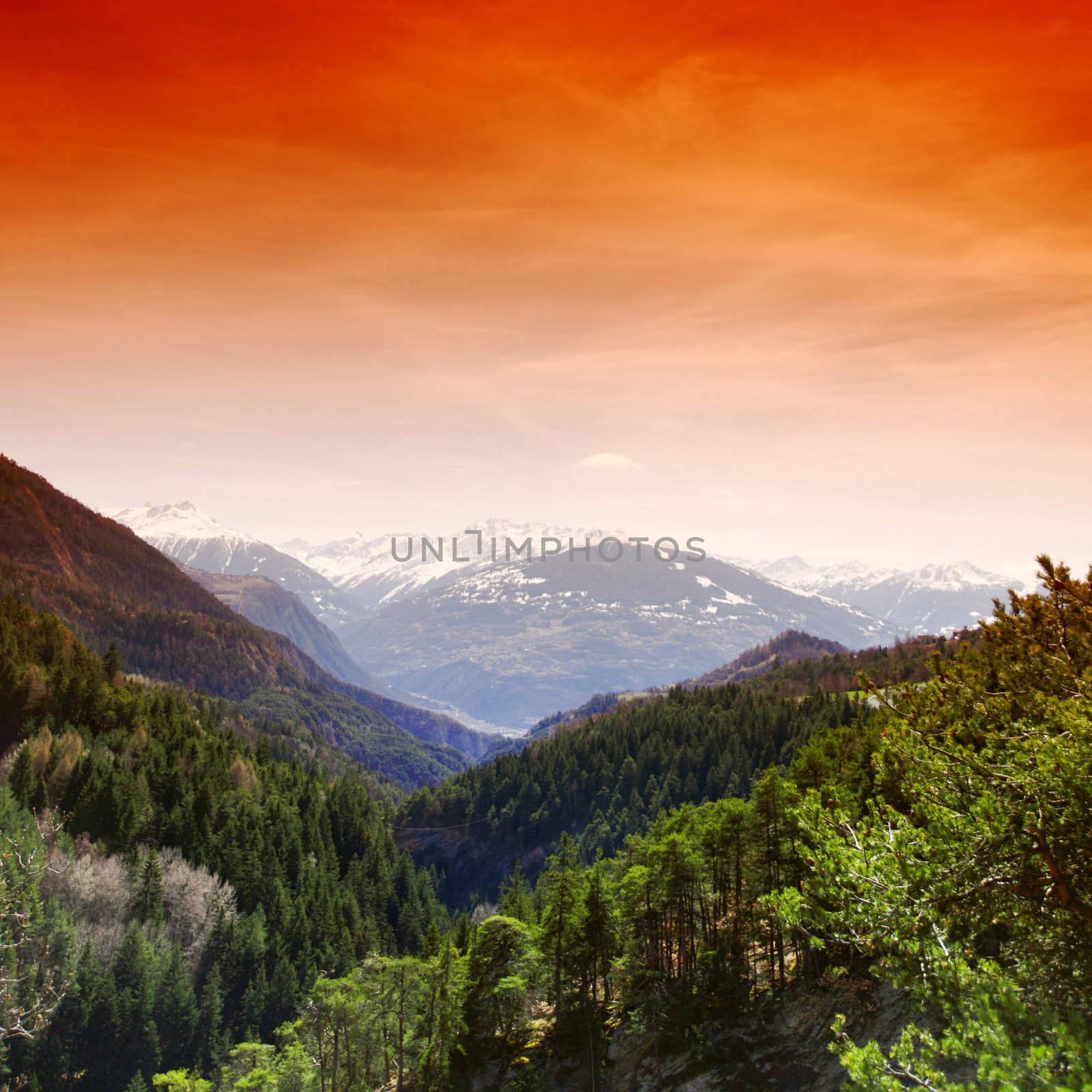 alpen mountain forest sun shine