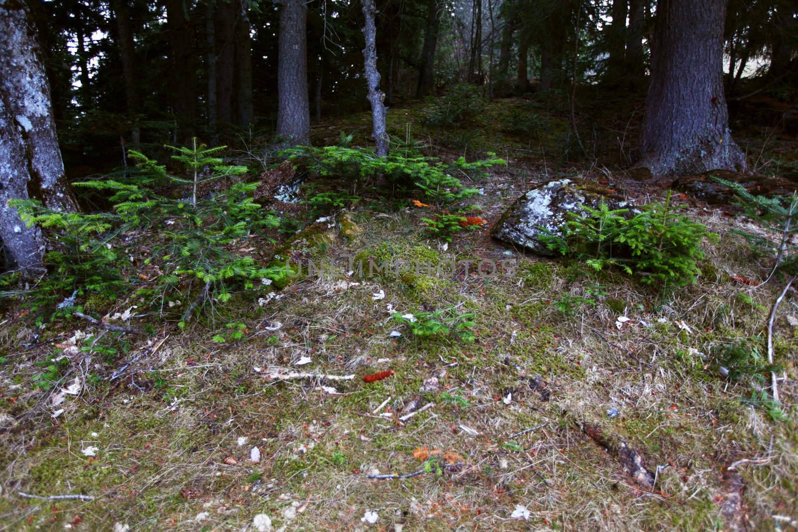 alpen mountain forest sun shine
