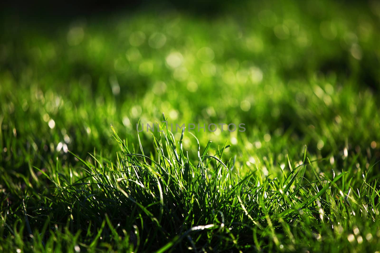green grass macro close up