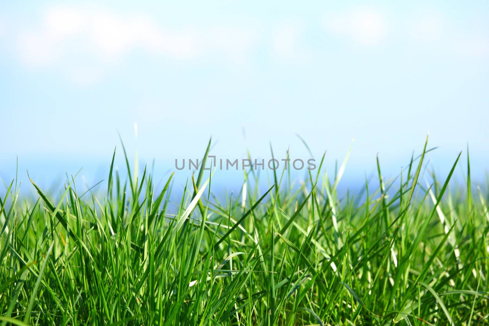 green grass under blue sky