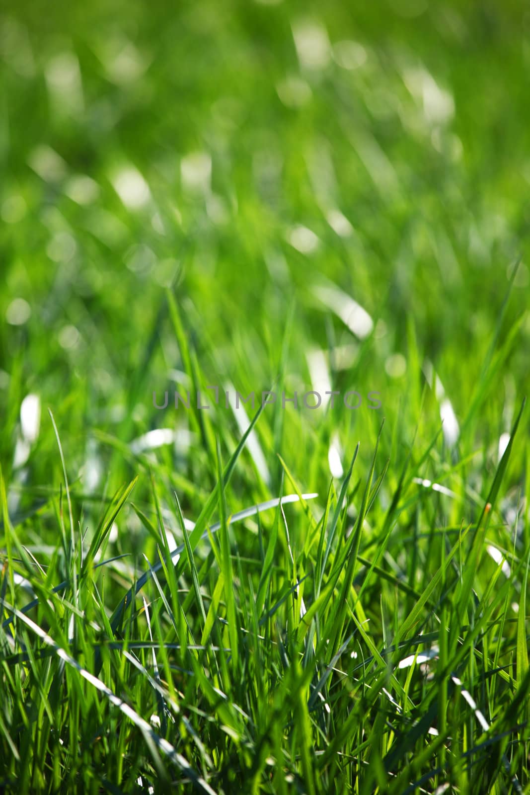 green grass macro close up