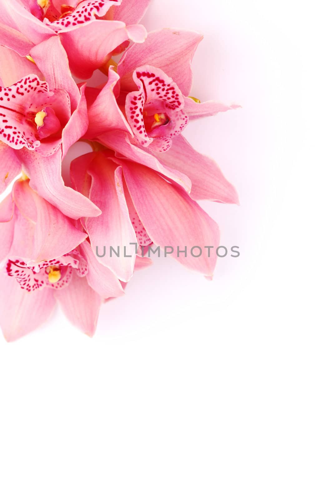 orchid isolated on white background