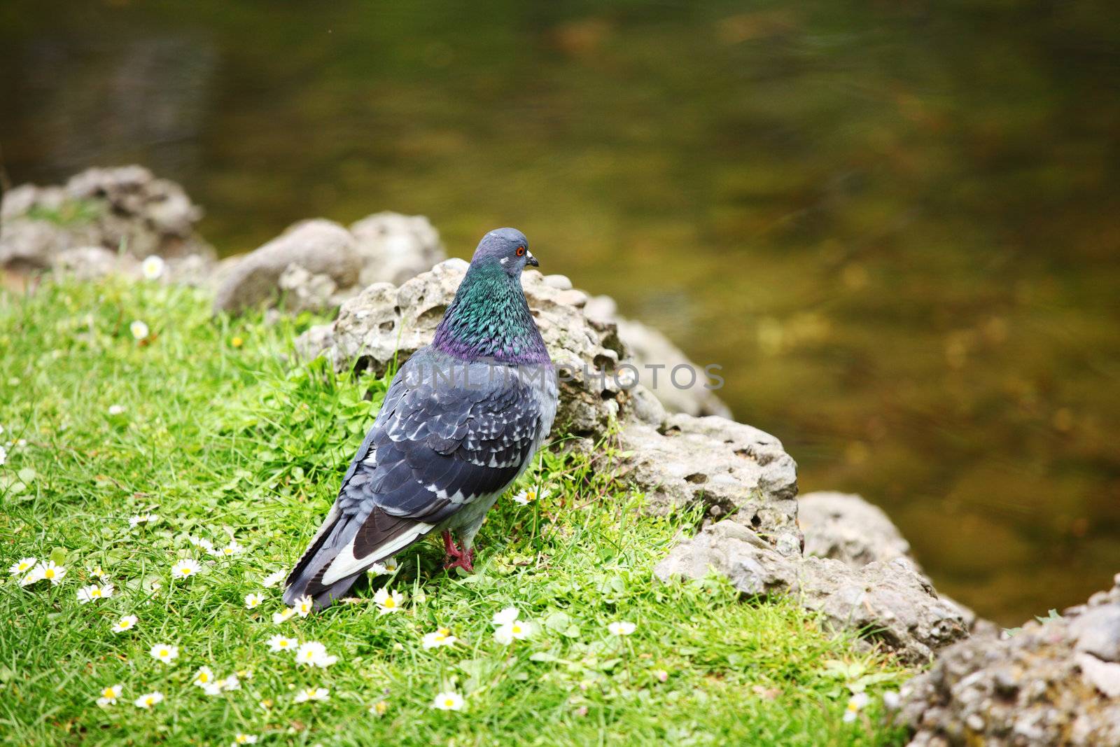 pigeon in the green grass