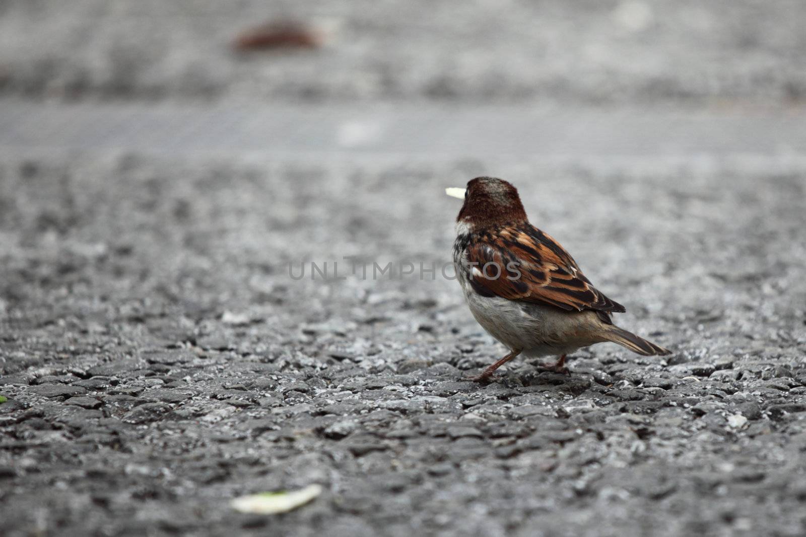  sparrow eat bread on ground