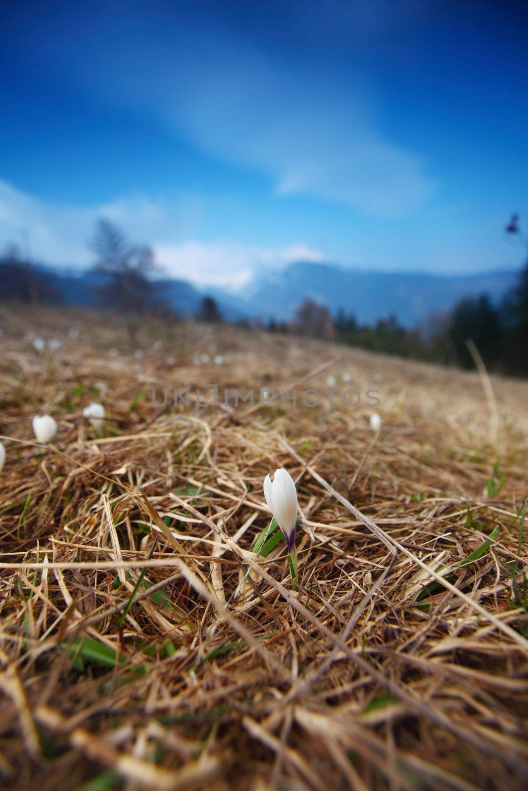 mountain flowers on the top