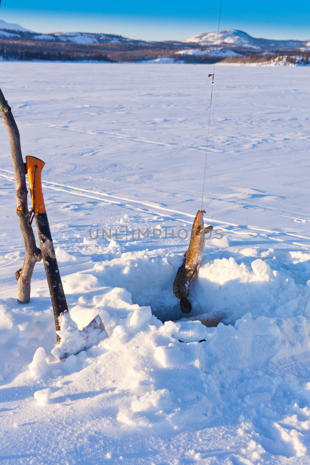 Ice-fishing: Pulling up nice sized Burbot (Lota lota).