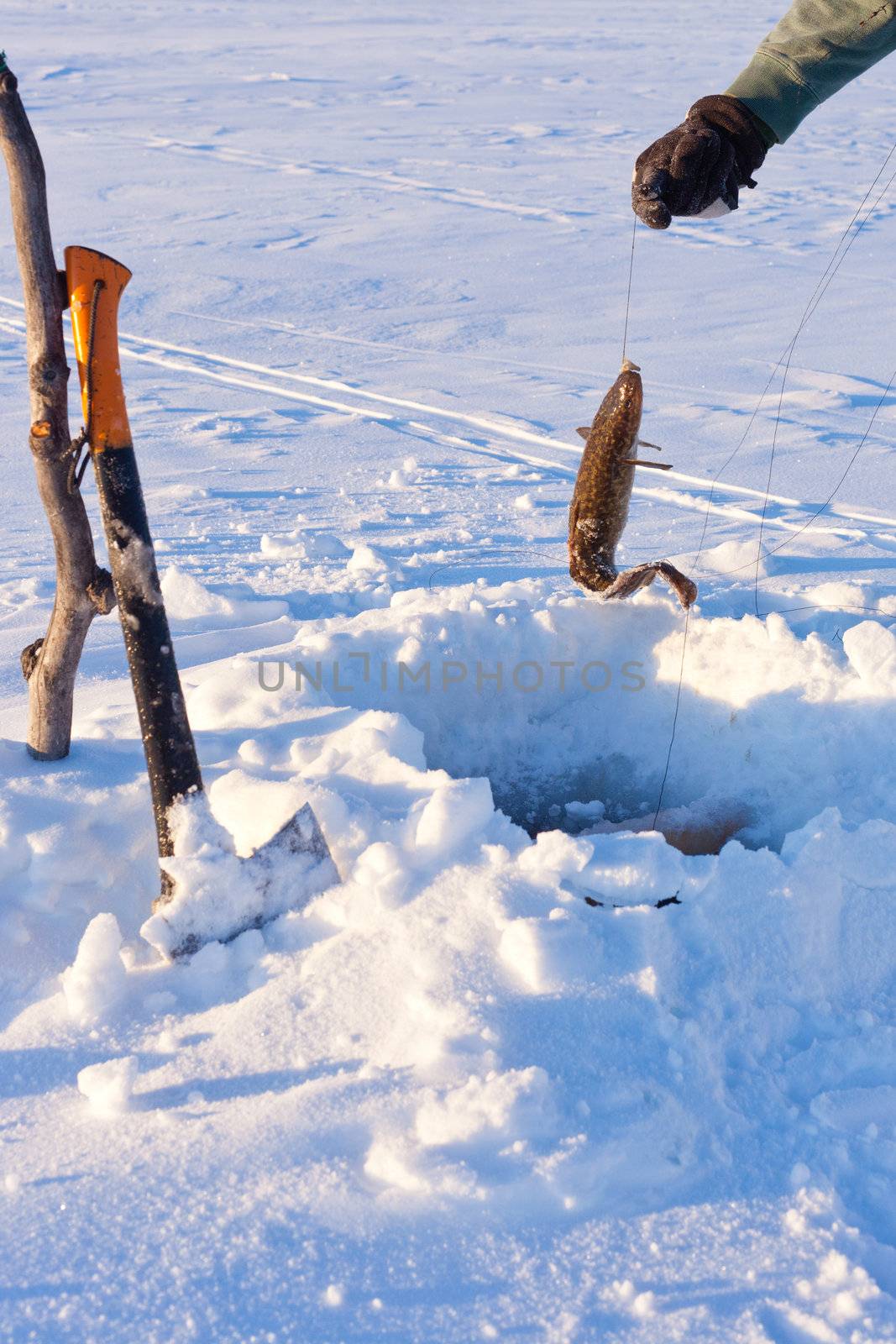 Ice-fishing: Pulling up nice sized Burbot (Lota lota).