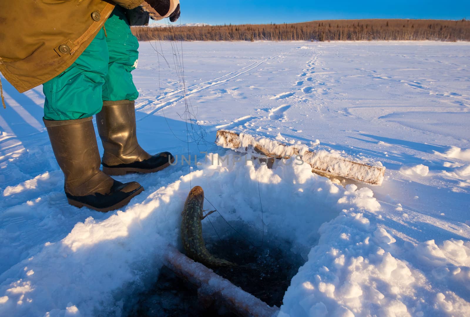 Ice-fishing: Pulling up nice sized Burbot (Lota lota).