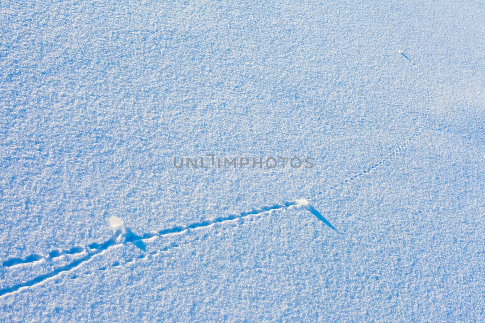 Trajectory lines of ice chunks imprinted on surface of freshly fallen snow.