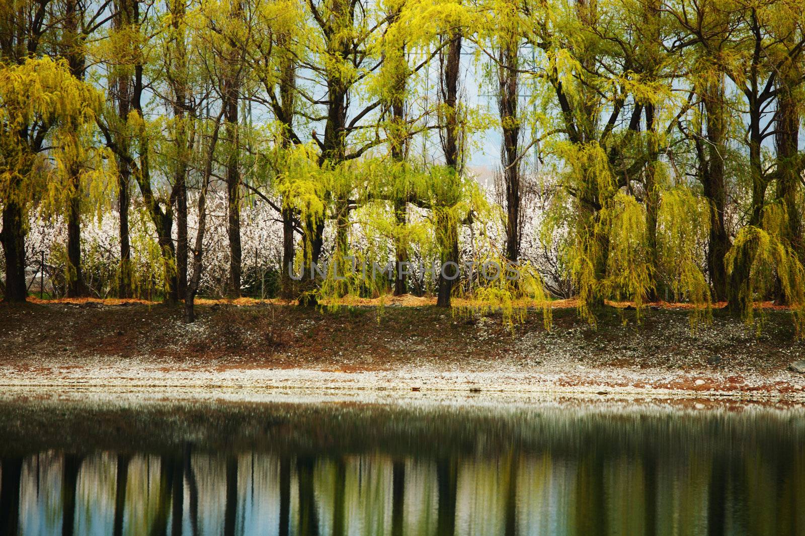 tree reflection in spring mountain lake