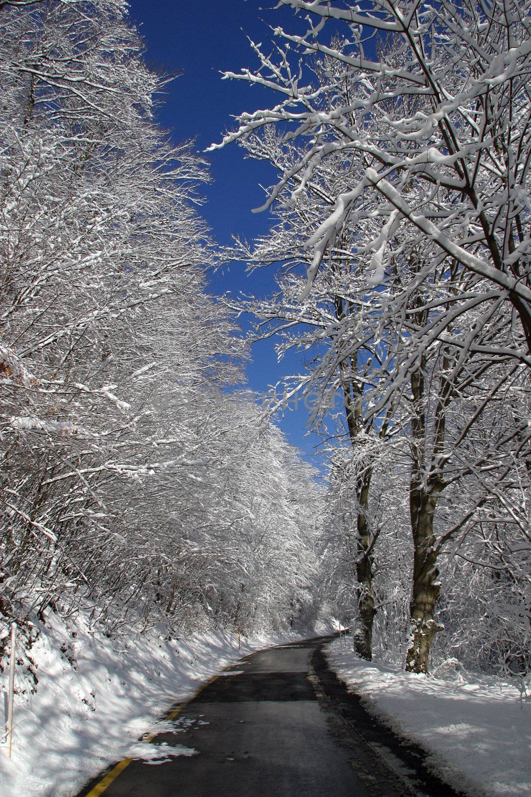 Winter landscape trees under snow