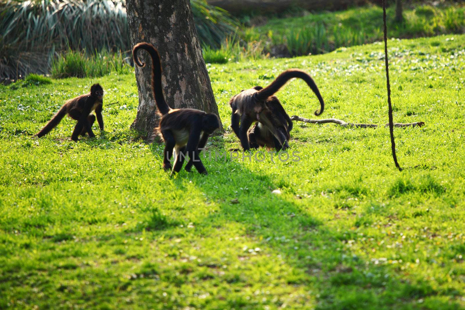 monkeys zoo very happy