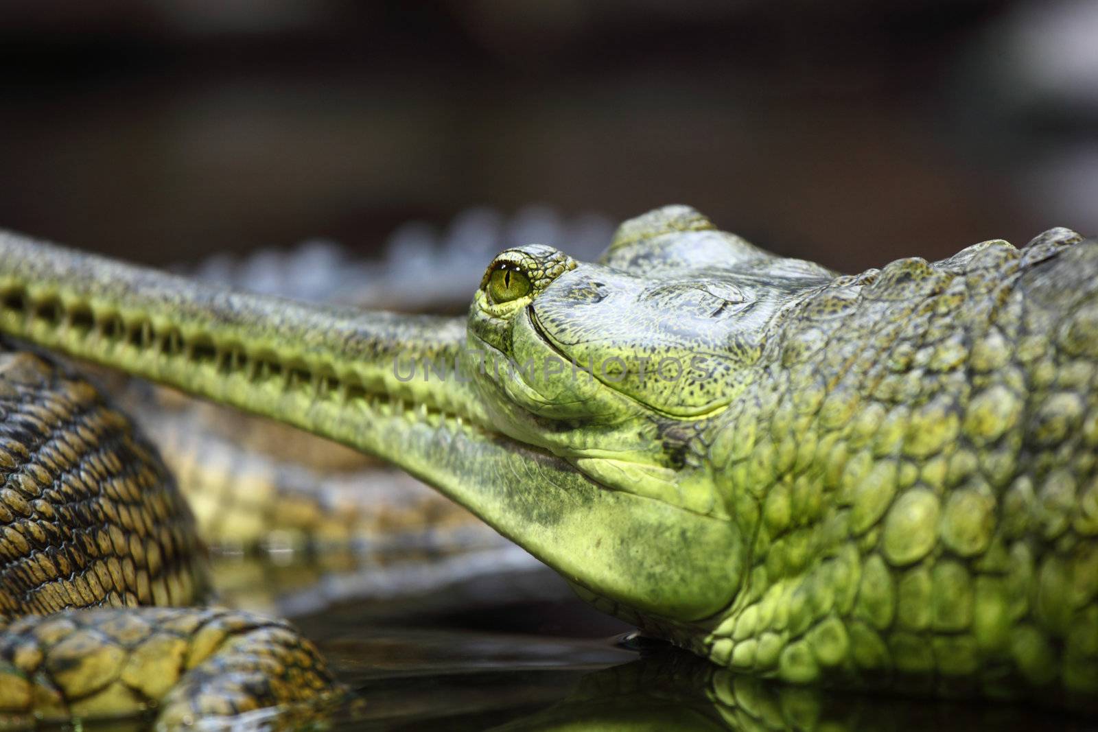 gavial crocodile close up macro