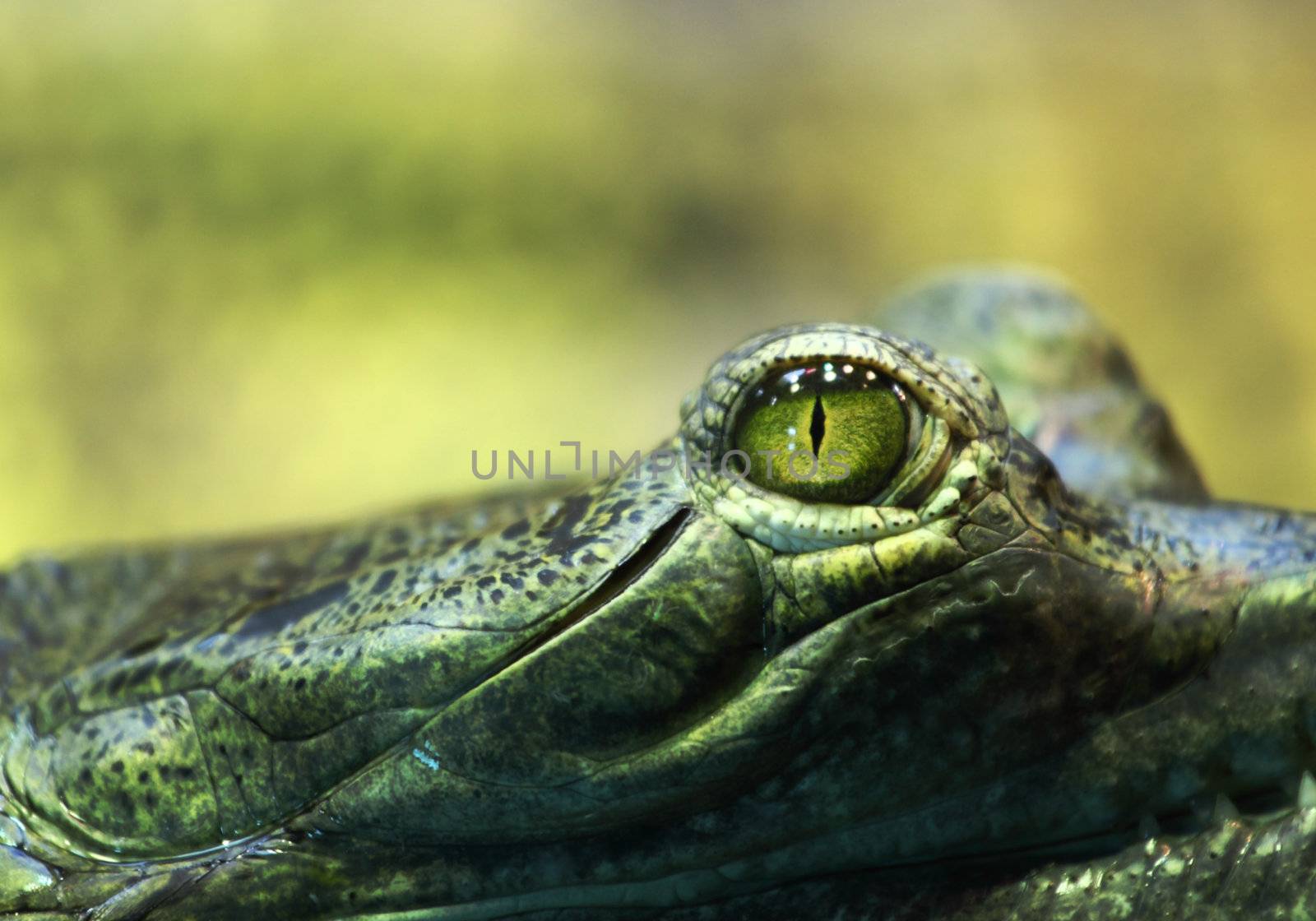 gavial crocodile close up macro