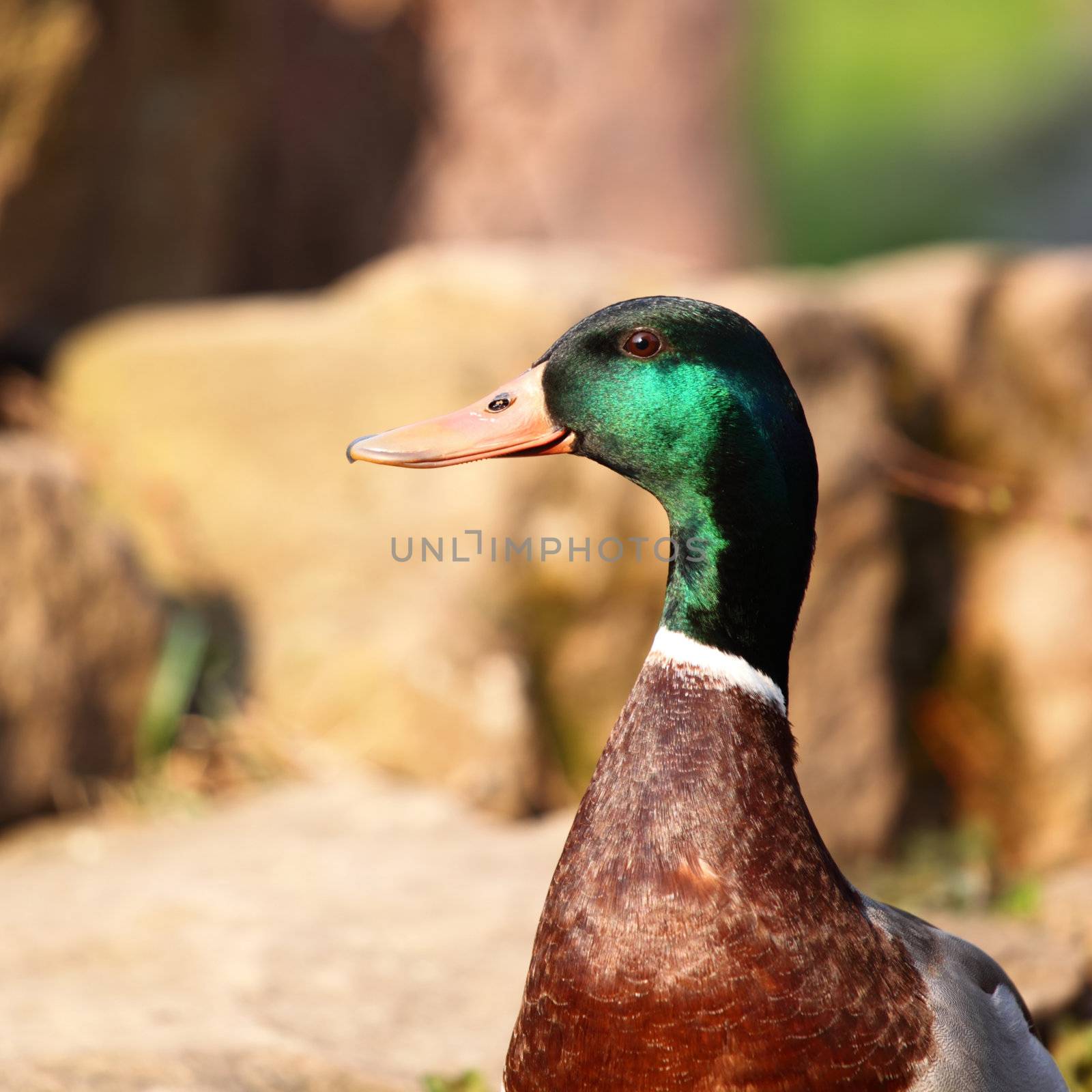 duck in zoo macro close up