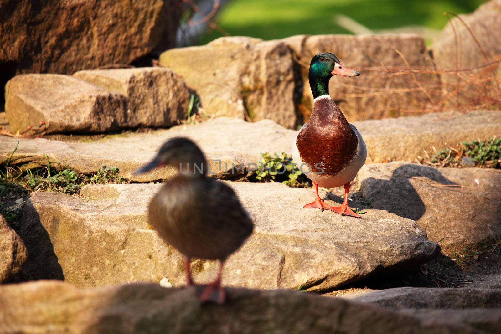 duck in zoo macro close up