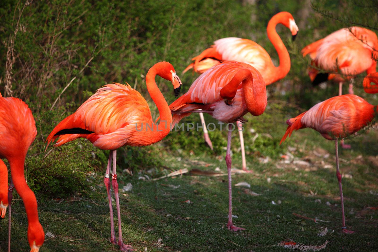 pink flamingo in zoo close up