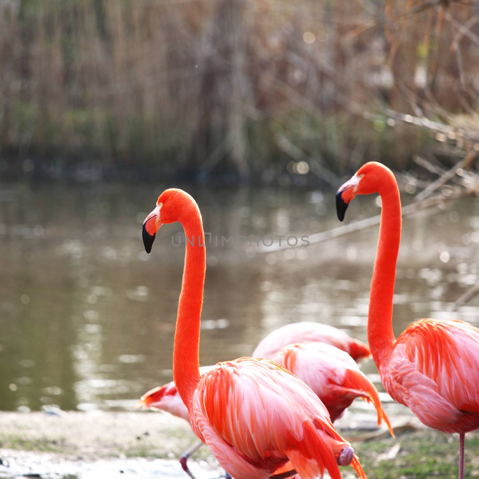 pink flamingo in zoo close up
