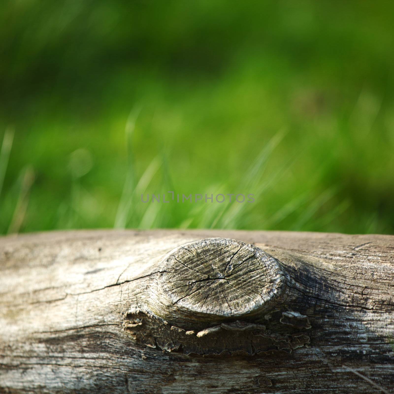 wood in grass nature background