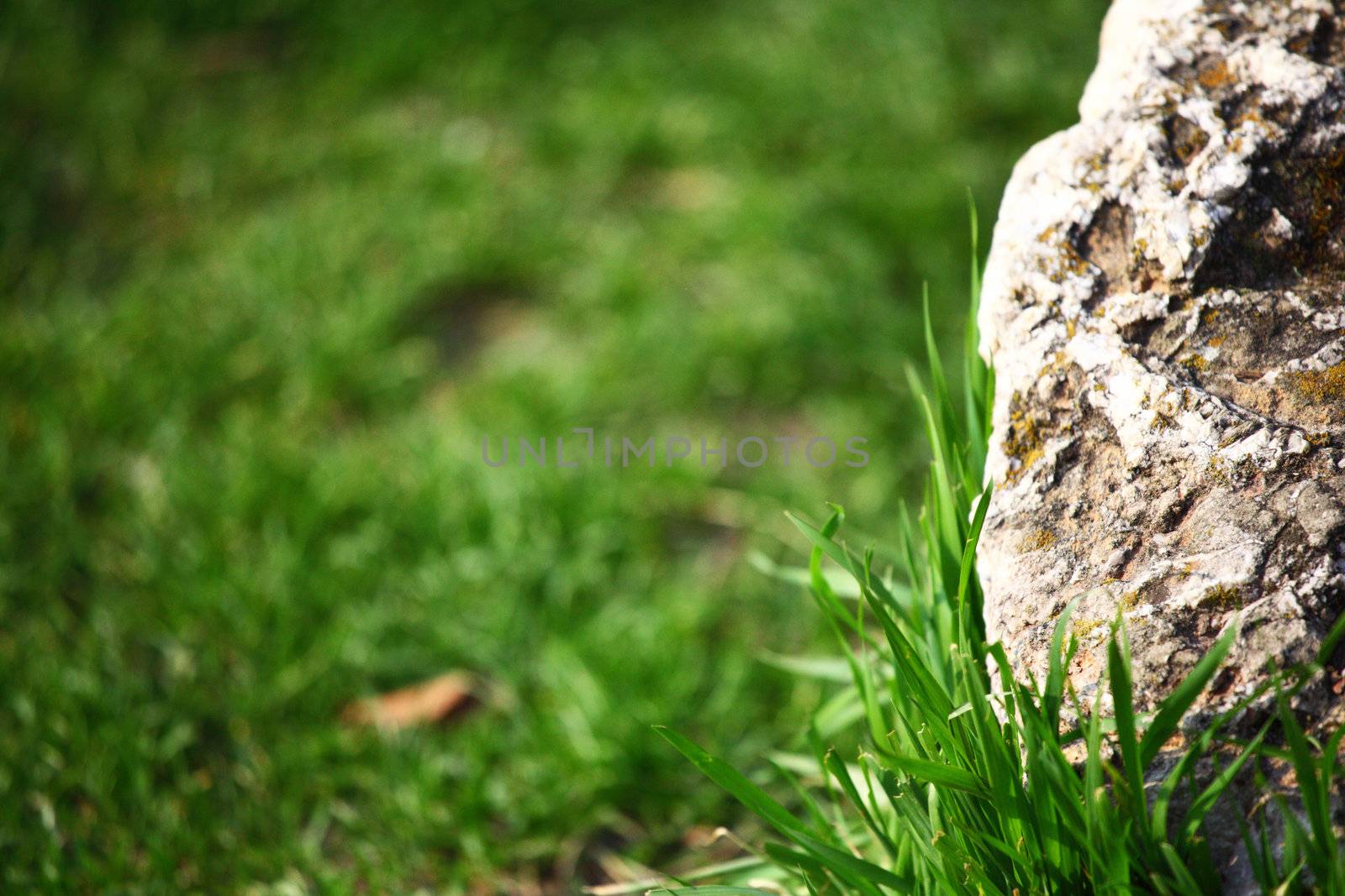wood in grass nature background