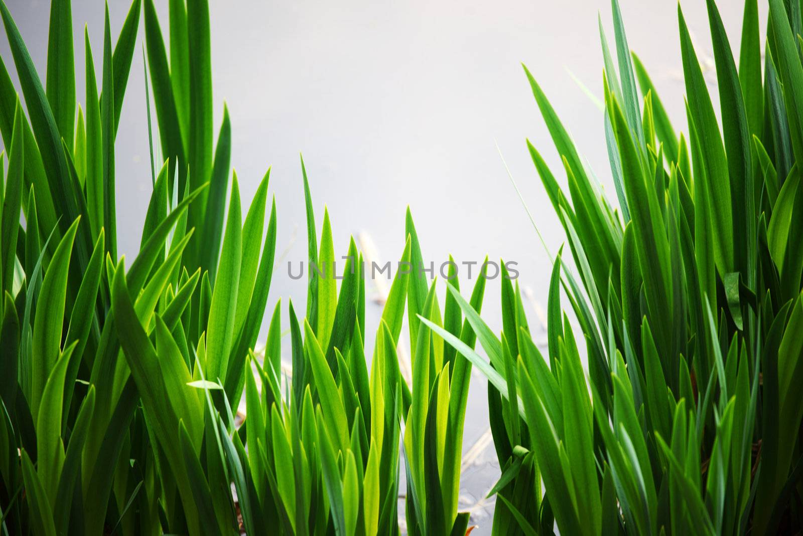 grass on water background