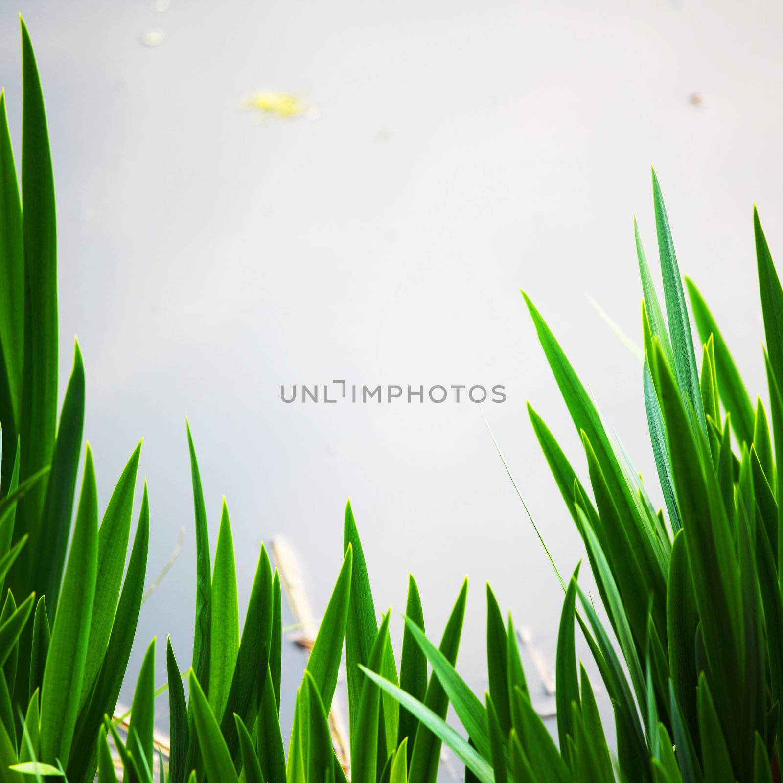 grass on water background