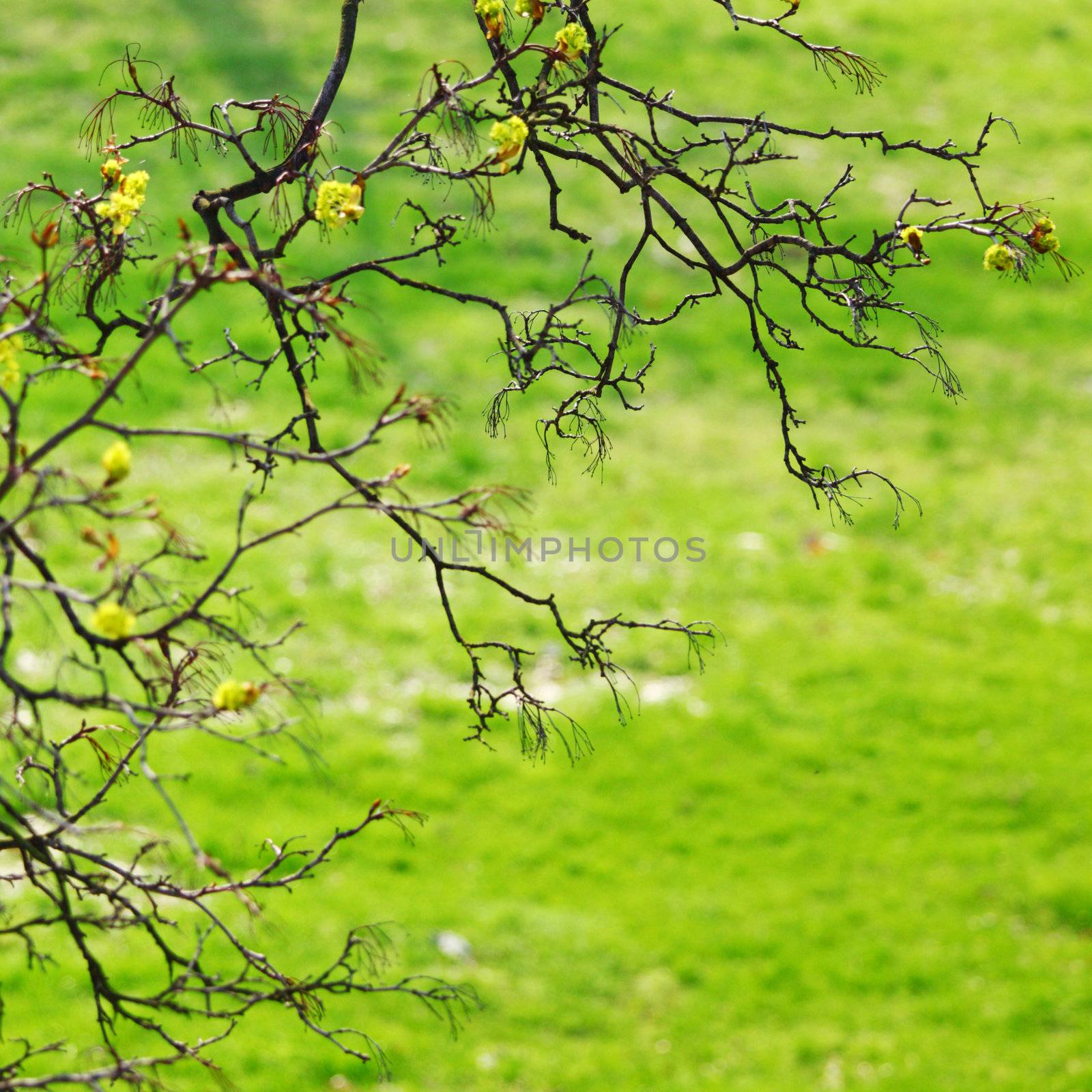 branches on a background of grass