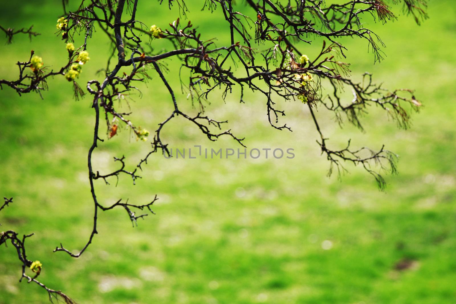 branches on a background of grass