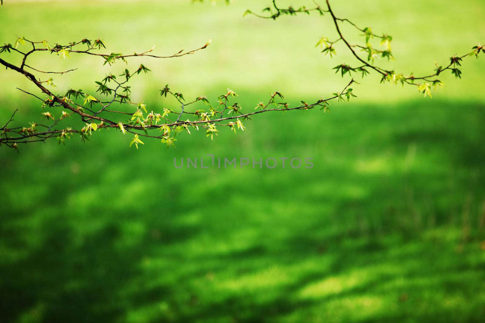 branches on a background of grass