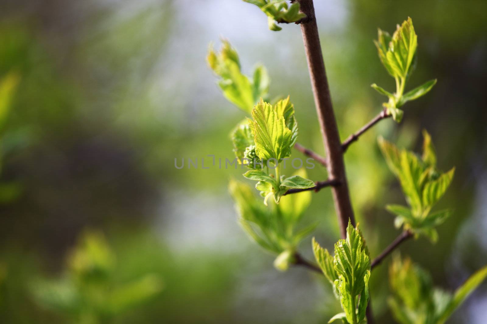 branches on a background of grass