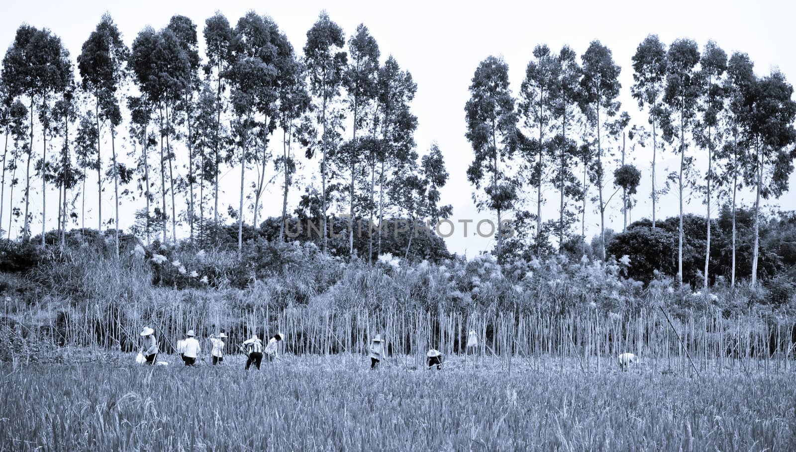 Many rice farmers during the harvest season