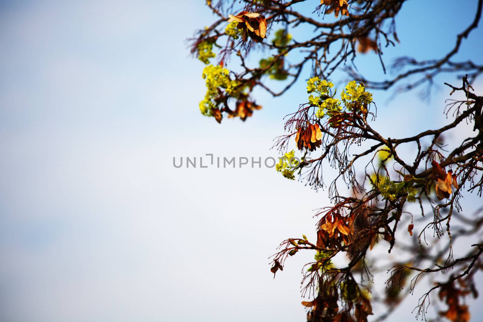 branches on a background of blue sky
