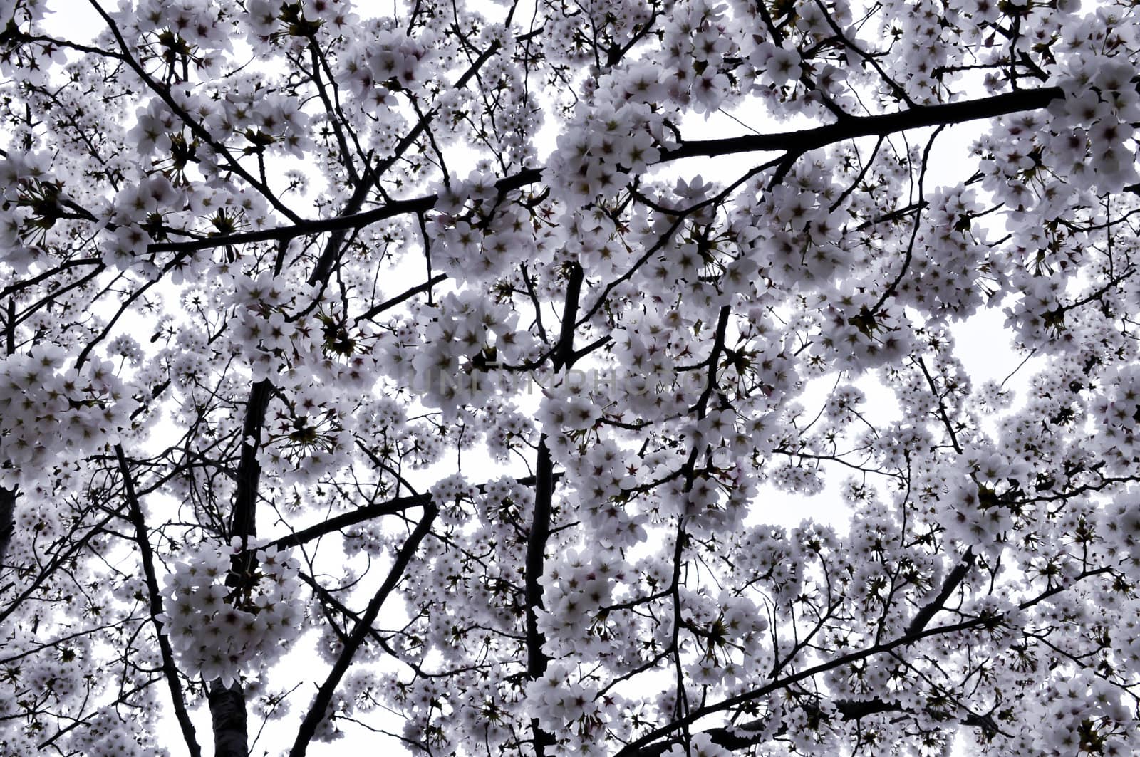 Cherry blossoms background from Asia