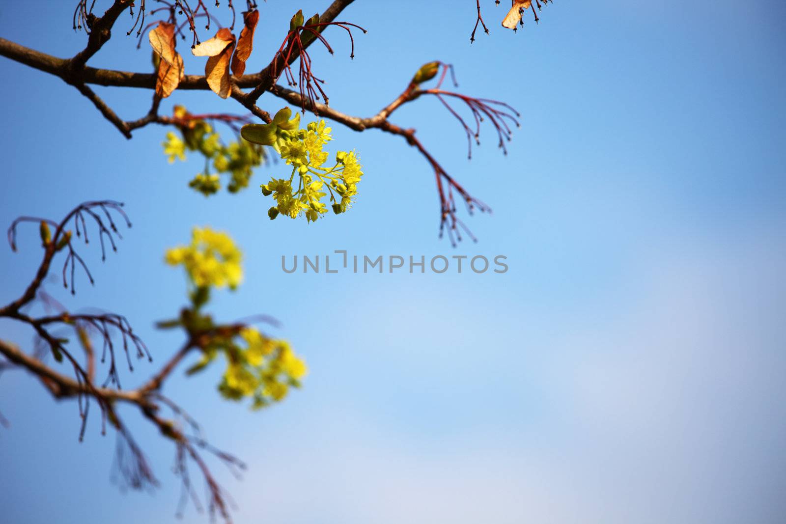 branches on a background of blue sky